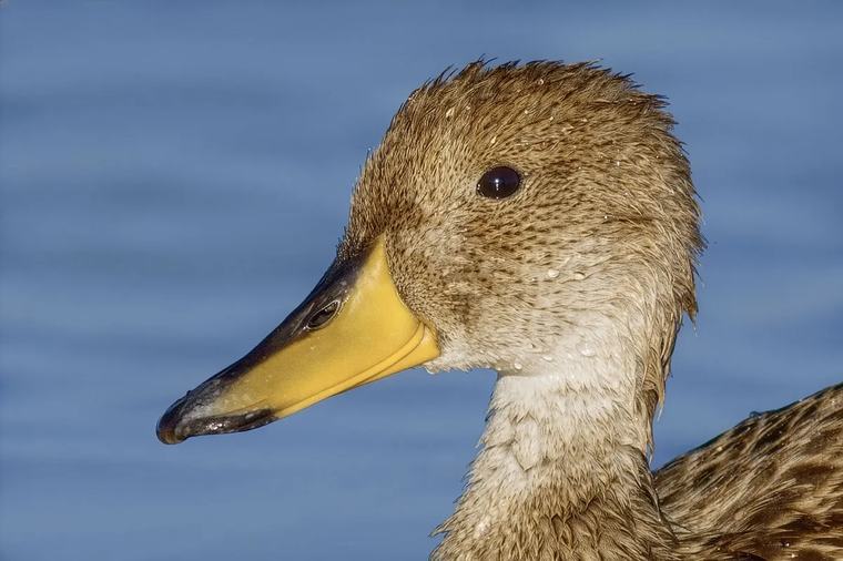 La historia de cómo, tras años de solicitudes, informes y espera, se volvió a suspender la caza de patos en Uruguay