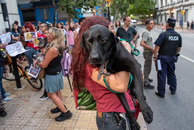 Maltrato animal y violencia de género: “Un factor de riesgo alto”