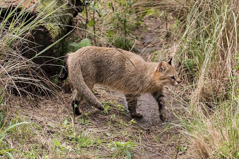 Uruguay declaró al gato de pajonal “en peligro crítico” y se une a Argentina y Brasil para salvarlo de la extinción