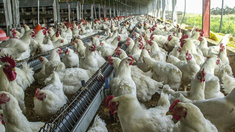 Suspenden exposición de aves en la Expo Prado y descartan riesgos para el consumo de pollo y huevos